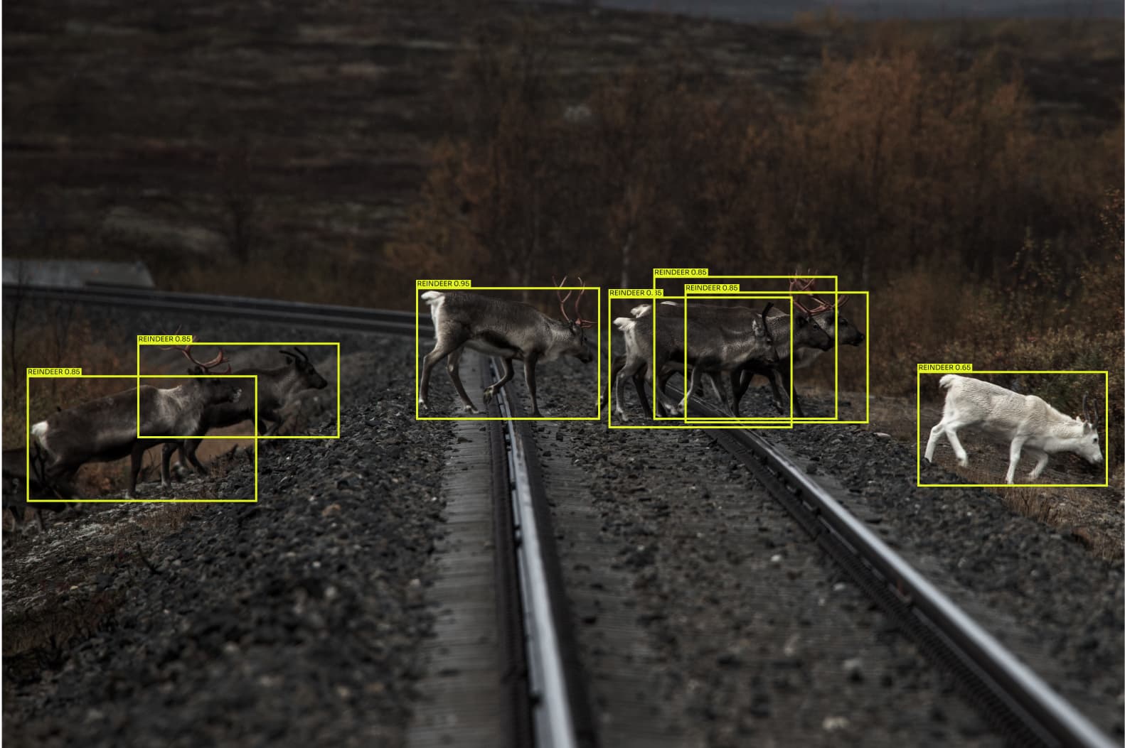 Flox and Alstom partner up to combat railway wildlife accidents